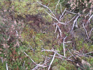 dry tussock dry mosses